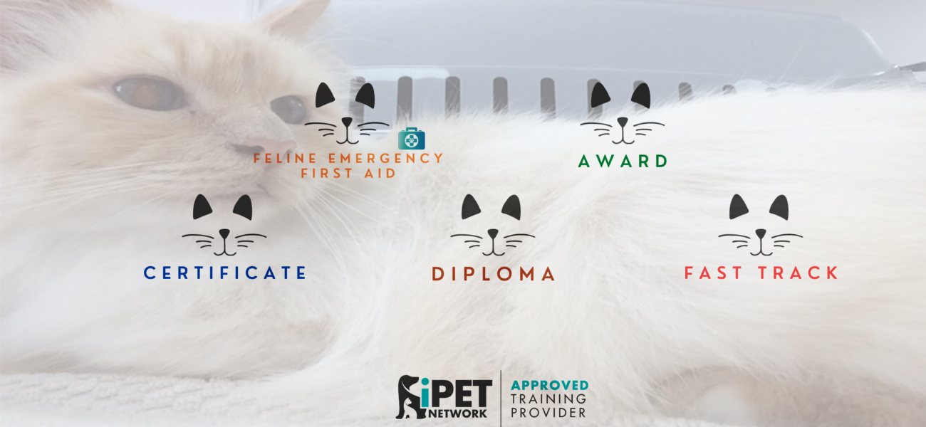 cat grooming qualifications