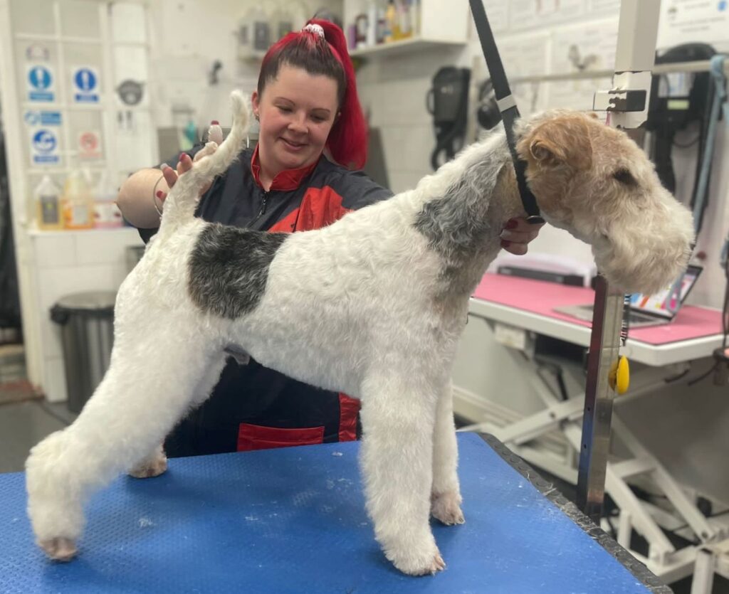 10 important questions about dog grooming