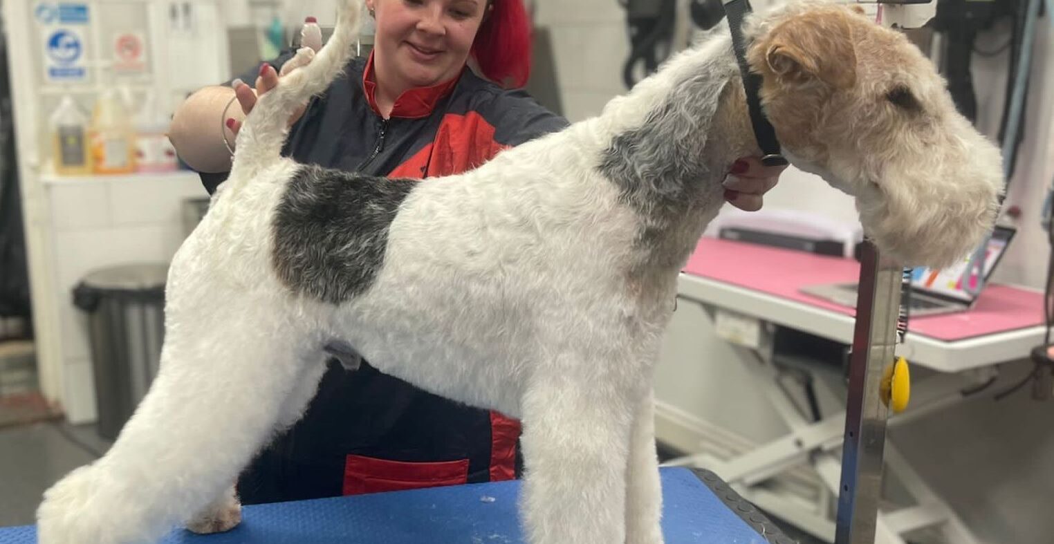 10 important questions about dog grooming