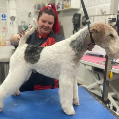 Christine grooming a fox terrier
