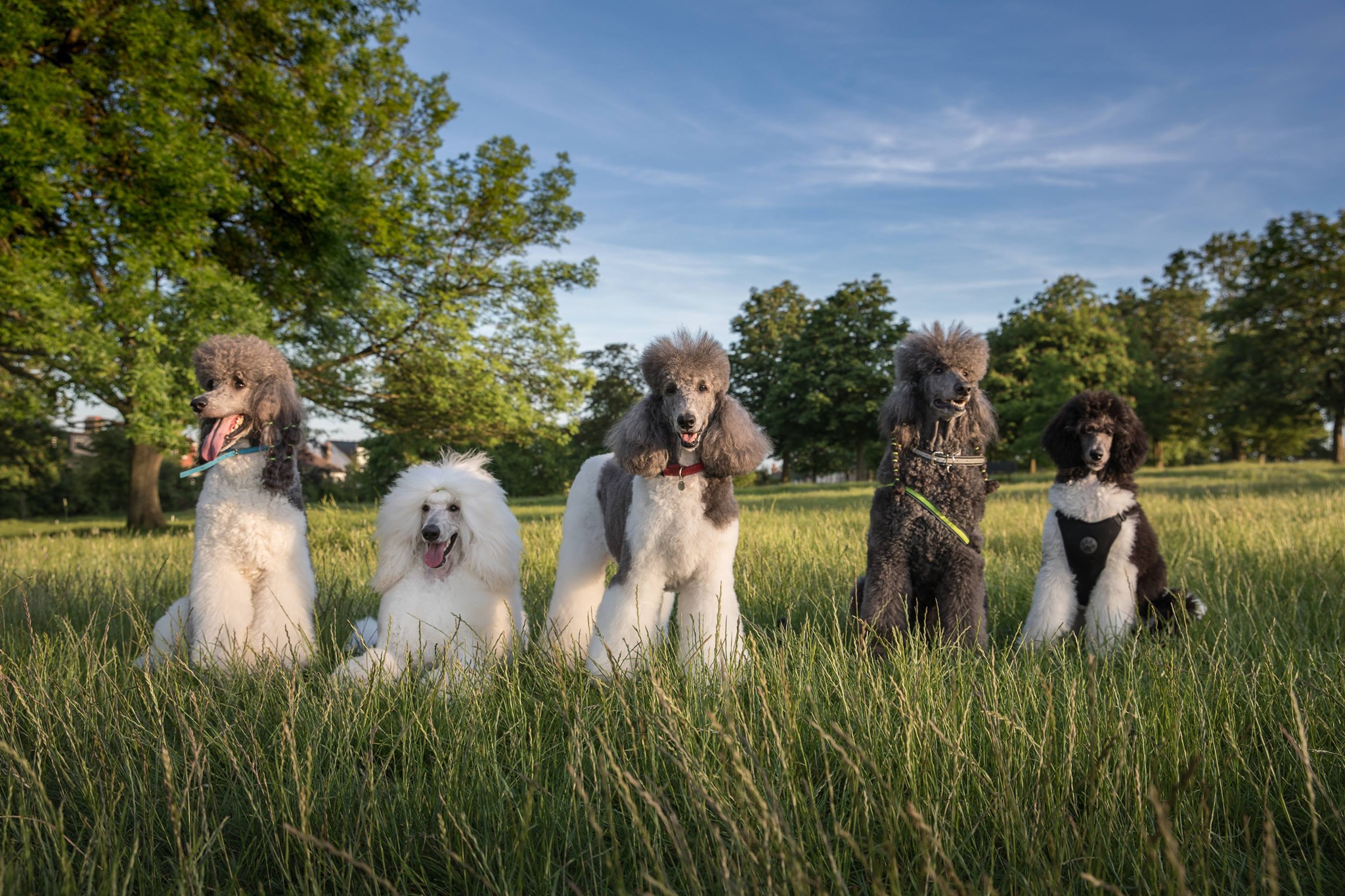 allthedogs