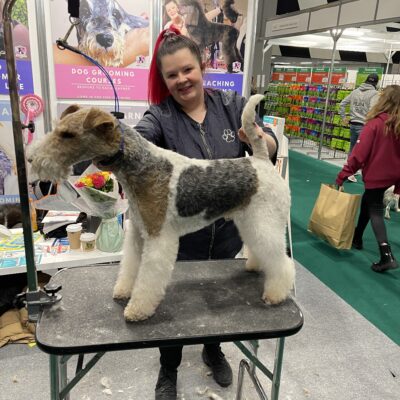 Christine grooming a Fox Terrier.