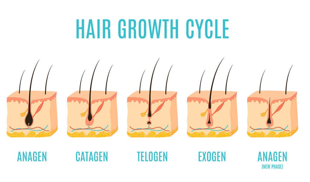 hair growth cycle