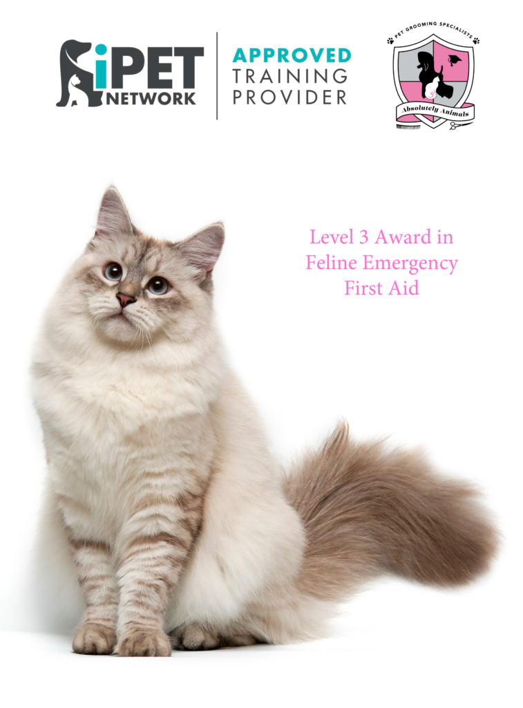 Awarding Feline First Aid Awarding Feline First Aid
