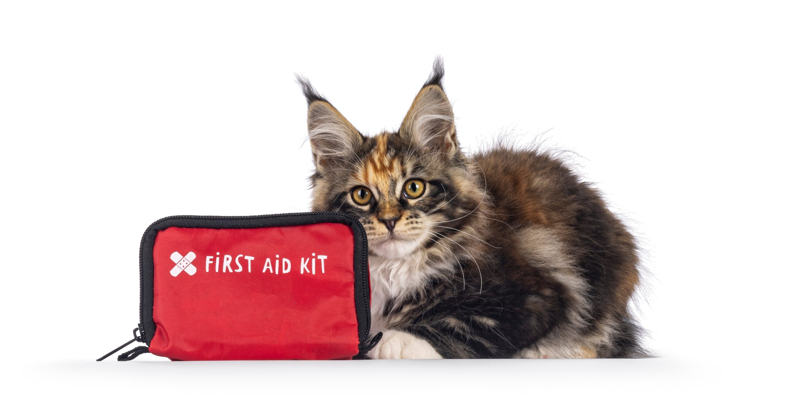 Cat FIrst Aid