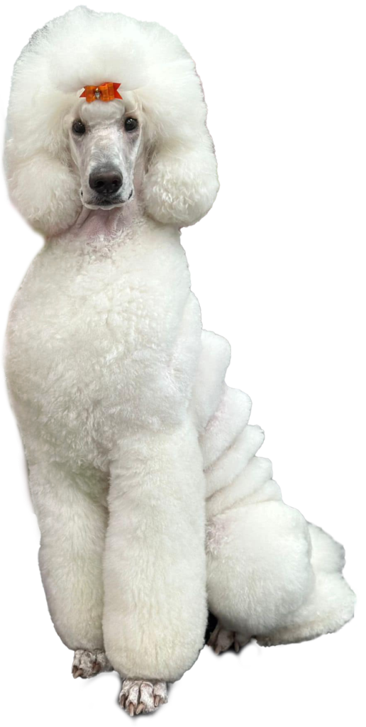 tiffany pradetti poodle