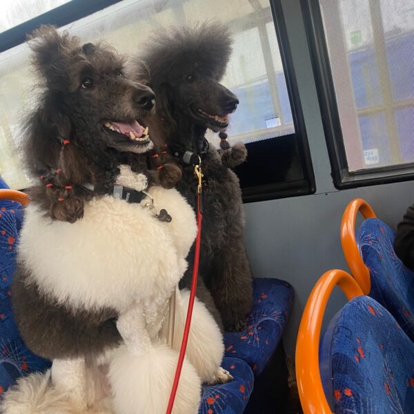 Ettie & Aria Poodles Ettie & Aria Poodles