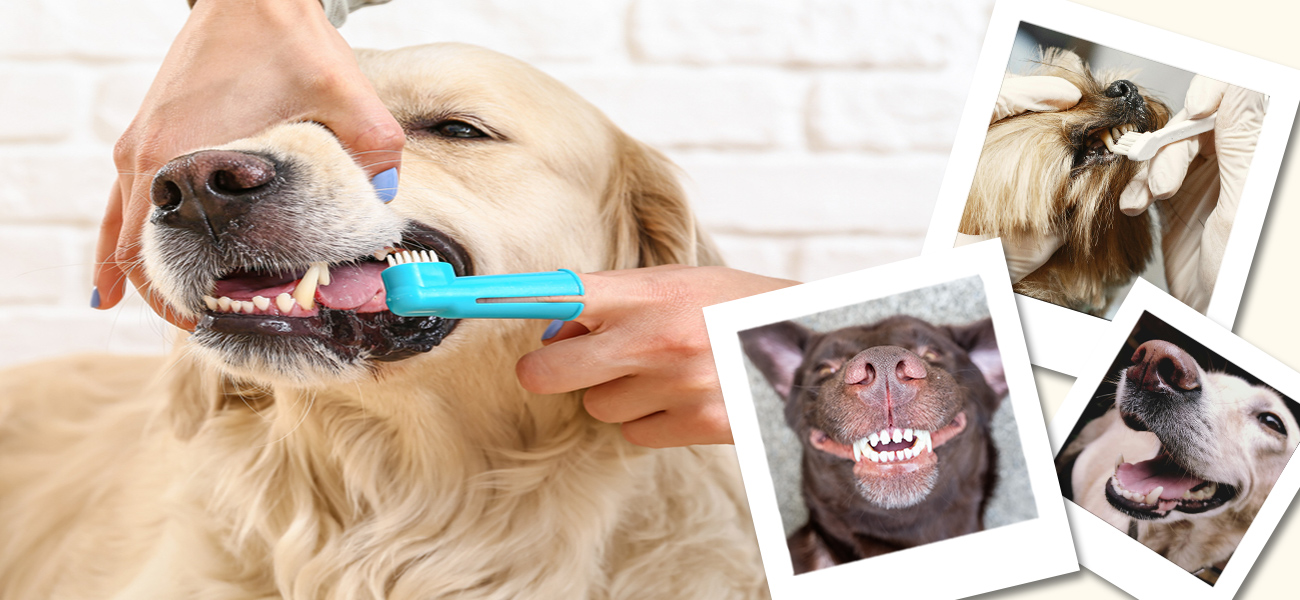 ipet canine oral hygiene