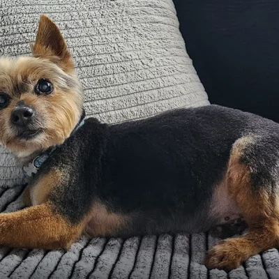 Rex - Dog laying down