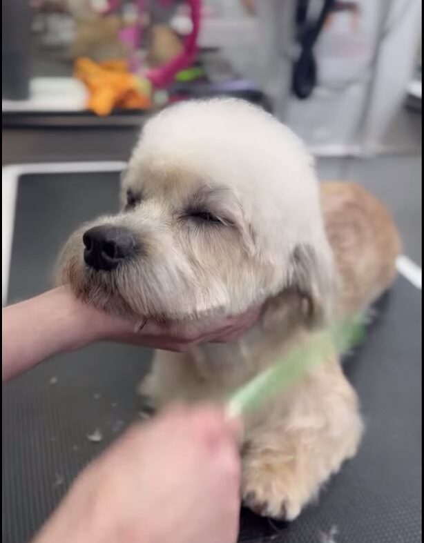 Watch the most relaxed dog at Absolutely Animals!
