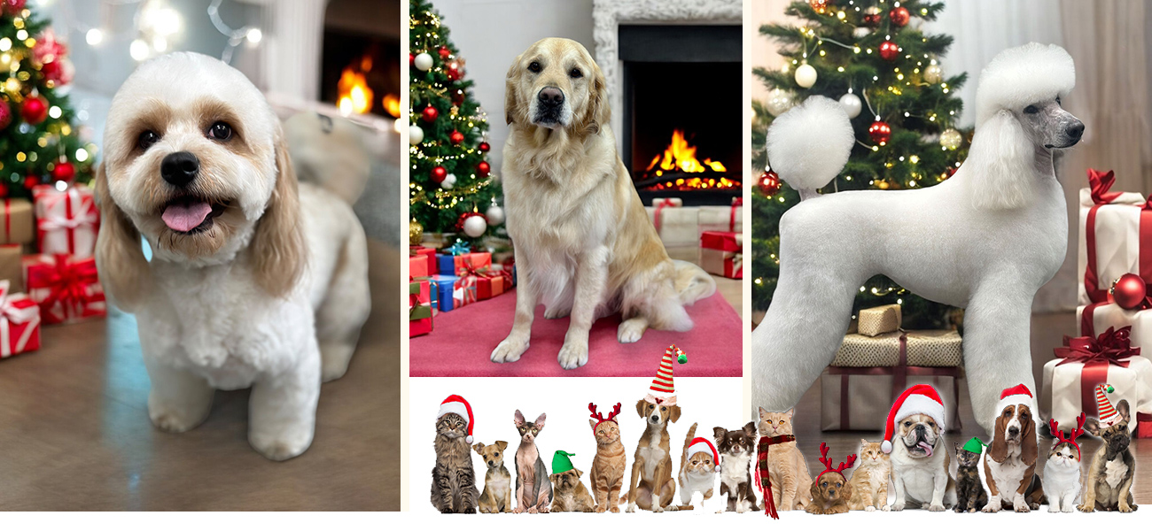 christmas grooming