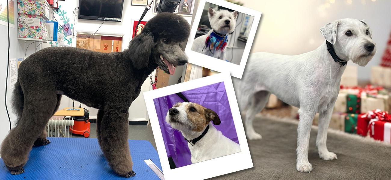 dog-clip-and-scissor-2025