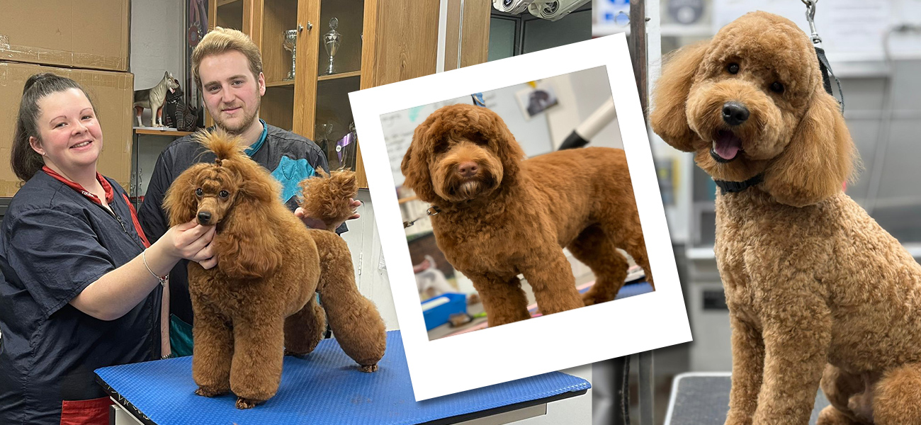 dog-scissor-all-over-2025