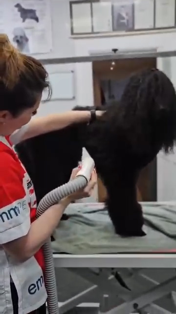 groomphoria_0126_Layer 41 groomphoria_0126_Layer 41