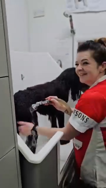 groomphoria_0137_Layer 30 groomphoria_0137_Layer 30