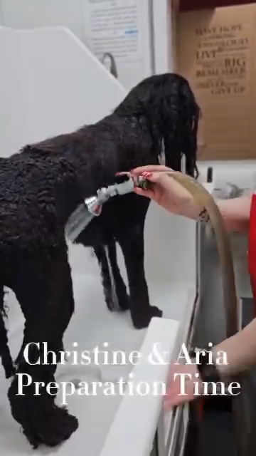 groomphoria_0149_Layer 18 groomphoria_0149_Layer 18